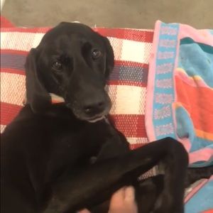 Meet your posher Greta!